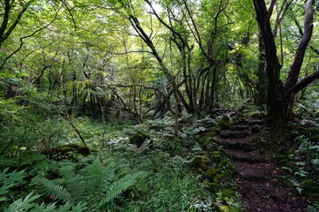 mossy rocks and old trees in a deep forest