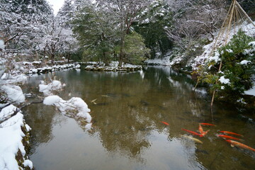 冬の加賀の観光地、雪積もる那谷寺の池と鯉