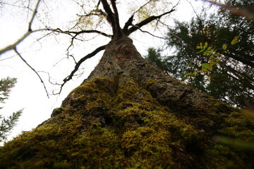 spooky branchy tree in the forest