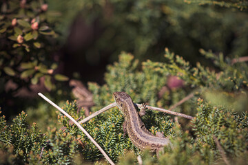 Lizard on green bush in a garden. Lacerta agilis reptile animal in warm spring sunlight. Polish fauna. Selective focus on the details, blurred background.