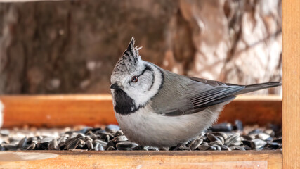 Cute bird European Crested Tit, lat. Lophophanes cristatus, perching on wooden bird feeder full of sunflower seeds.