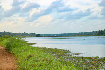 Landscape with lake and trees. Thrissur Pullu - Kerala