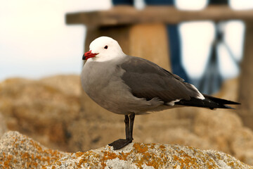 Curious seagull