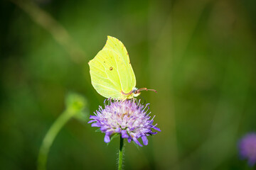 A closeup image of a butterfly sitting on a purple flower