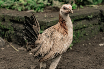 Balinese chicken is looking the camera