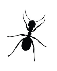 Black garden ant or common black ant  isolated on white background. Carpenter ant.