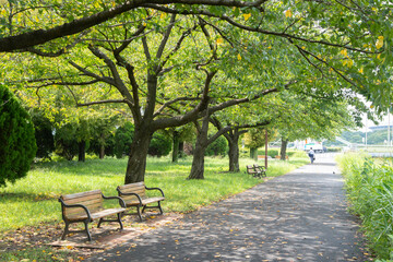 Fototapeta na wymiar ベンチのある公園の風景