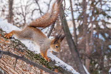 Naklejka na ściany i meble Squirrel in winter sits on a tree trunk with snow