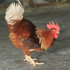 Chicken