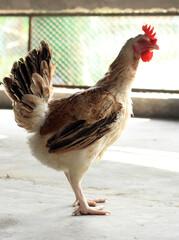 Chicken