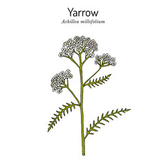 Achillea millefolium or Yarrow, medicinal plant