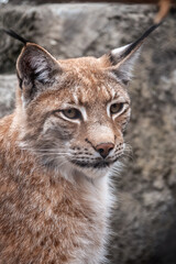 Portrait of The Eurasian lynx close-up, lat. Lynx lynx