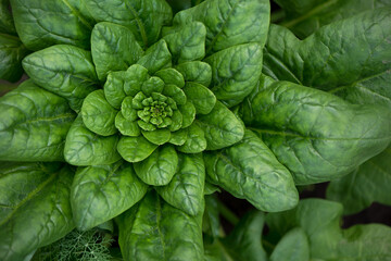 Fototapeta premium Fresh organic leaves of spinach in the garden .