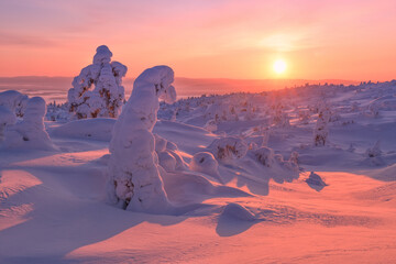 Snow-covered trees in the mountains on a pink morning, Kola Peninsula, Russia