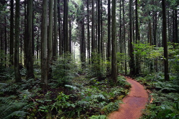 a pathway through wonderful cedar forest