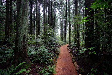 a pathway through wonderful cedar forest
