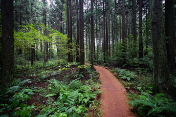 a wonderful cedar forest with fern and path