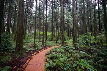 Fototapeta na wymiar a wonderful cedar forest with fern and path