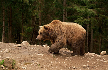 Fototapeta na wymiar Rehabilitation center for brown bears. Brown bear. Brown bear in the Synevyr reserve in rainy weather. Ukraine.