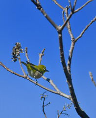 止まり木のメジロ