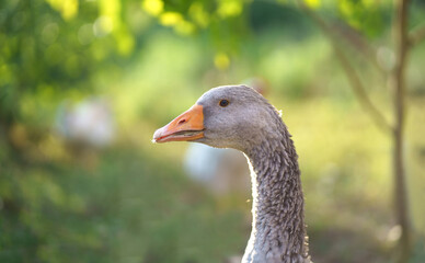 Sunny morning. The awakening of nature. Goose . Domestic geese on a meadow. Farm landscape. Geese in the grass, domestic bird, flock of geese