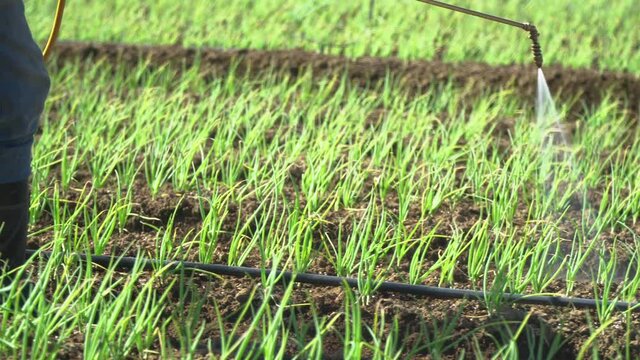 Detail shot: the boots of a farmer walking while fumigating (spraying pesticides on the crop with a pulverizator). Fumigation is the process of removing harmful bugs by poisoning or suffocating them.
