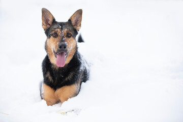 Funny shepherd dog plays in the winter in the snow. German shepherd dog on a winter day.
