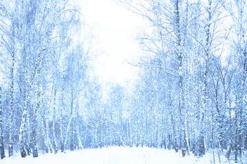 Blurred blue background of winter snowy forest.