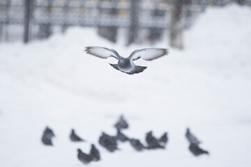 Fototapeta premium A flock of pigeons flies on a winter day. Urban birds in winter.