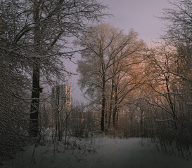 Winter in the forest. Winter forest landscape. Snowy forest