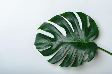 Tropical palm Monstera leaves with epty space . Flat lay, top view. Tropical plant with copy space. on white background