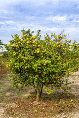Fototapeta na wymiar Orange tree with ripe fruits on the branches closeup against the blue sky.