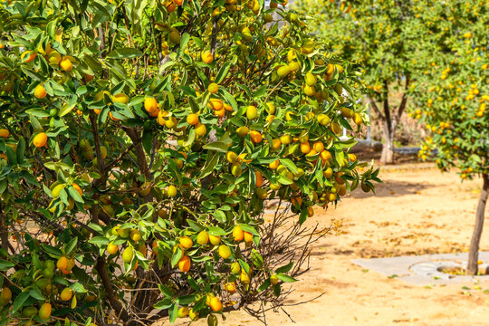 An orchard with kumquat trees with ripe fruits on the branches. Israel