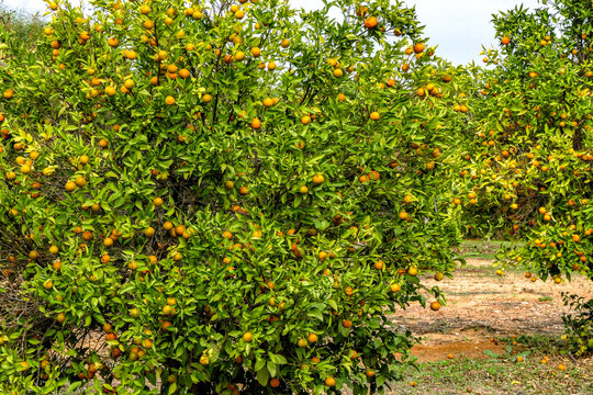 An orchard with kumquat trees with ripe fruits on the branches. Israel