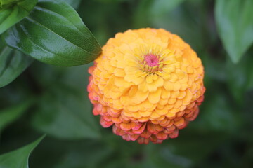 orange dahlia flower
