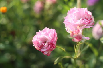 pink rose bush