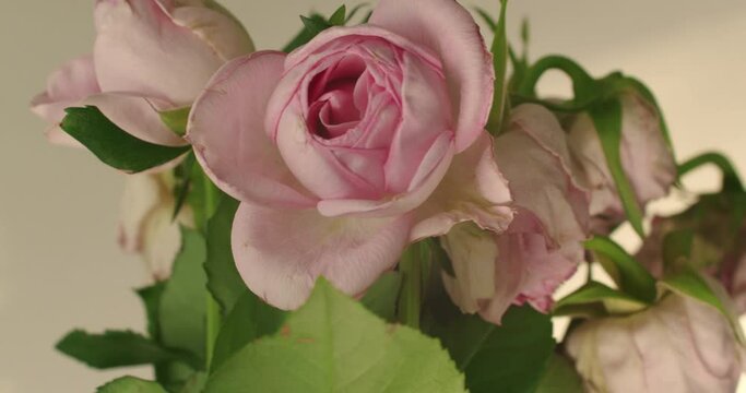 Vase with pink roses, half of flowers withered, rotating. Close up, static