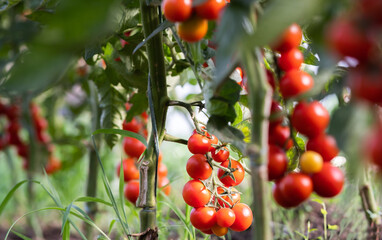 Tomatoes growing in the garden