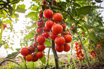 Tomatoes growing in the garden