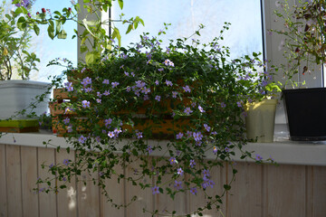 Intertwining profusely flowering shoots of bacopa and hot peppers with miniature fruits on the windowsill. Landscaping of the balcony.