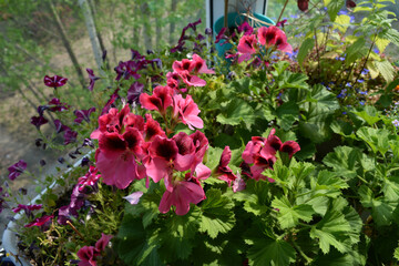 Fototapeta na wymiar Royal geraniums, petunia, nettles and lobelia in the gardening of the balcony. A bright glade at your home.