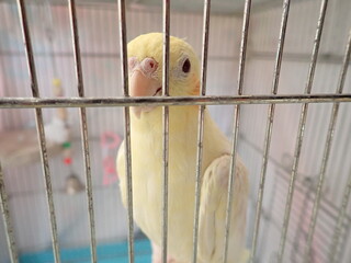 鳥篭の中の鳥、オカメインコ