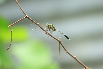 Picture of a beautiful dragonfly