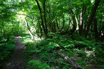 a lively spring forest with a path