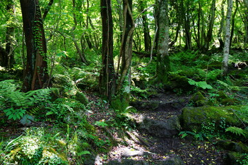 Obraz premium a lively spring forest with a path