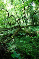 a dense spring forest in the sunlight