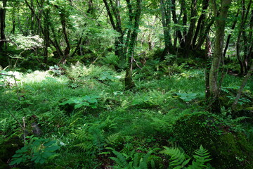 a dense spring forest in the sunlight
