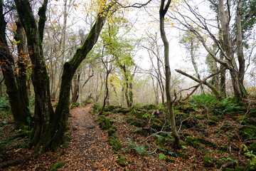 mossy rocks and old trees in autumn forest