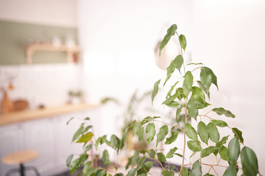 Trendy ficus flower. Bedroom interior design. Minimal bouquet. Grass decoration. Home room composition. Indoor poscard