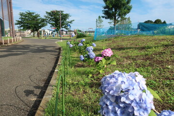 横浜市瀬谷本郷公園の花壇に咲く紫陽花